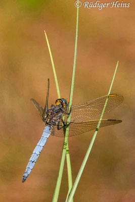 Orthetrum coerulescens (Kleiner Blaupfeil) Männchen, 7.8.2020