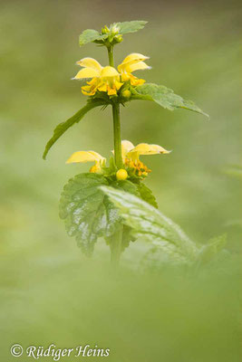 Lamium galeobdolon (Gewöhnliche Goldnessel), 24.4.2022