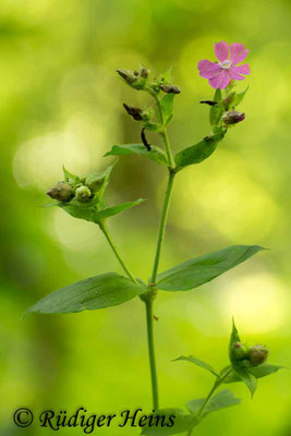 Silene dioica (Rote Lichtnelke), 6.7.2017