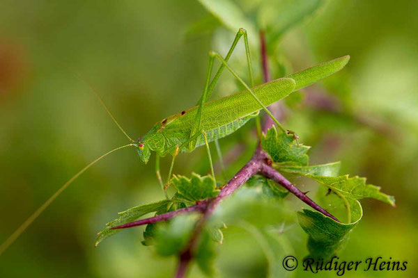 Phaneroptera falcata (Gemeine Sichelschrecke) Männchen, 25.8.2017