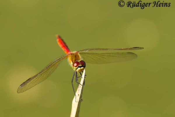 Sympetrum depressiusculum (Sumpf-Heidelibelle) Männchen, 13.9.2016