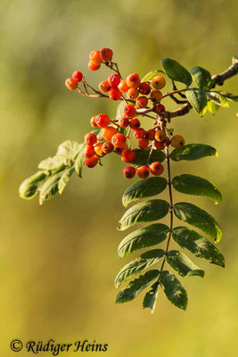 Sorbus aucuparia (Vogelbeere oder Eberesche), 20.7.2022