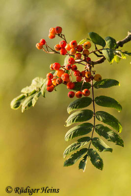 Sorbus aucuparia (Vogelbeere oder Eberesche)