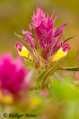 Melampyrum cristatum (Kamm-Wachtelweizen), 4.6.2014