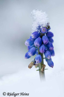 Muscari neglectum (Weinbergs-Traubenhyazinthe), 9.3.2023