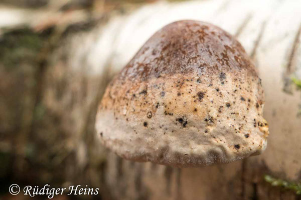 Fomitopsis betulina (Birkenporling), 25.1.2021