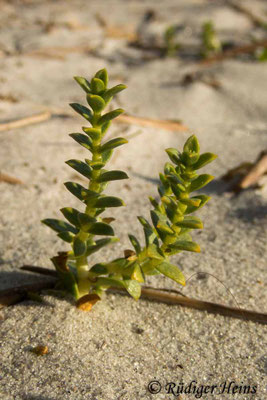 Honckenya peploides, Salzmiere
