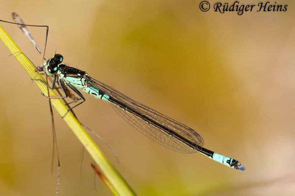 Coenagrion armatum (Hauben-Azurjungfer) Männchen, 7.5.2011