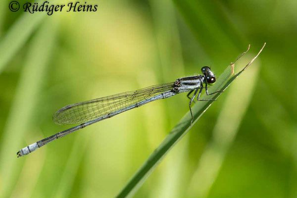 Pseudagrion kersteni (engl. Powder-striped sprite)  Männchen, 29.1.2019