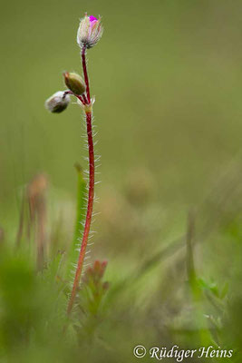 Erodium cicutarium (Gewöhnlicher Reiherschnabel), 7.5.2023