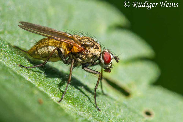 Helina impuncta, 29.5.2020
