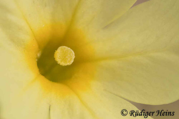 Primula elatior (Hohe Schlüsselblume), 10.4.2021