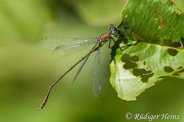 Chalcolestes viridis (Westliche Weidenjungfer) Männchen, 14.9.2023