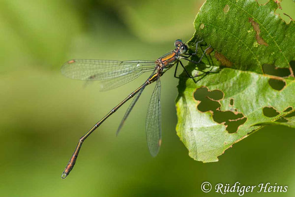 Chalcolestes viridis (Westliche Weidenjungfer) Männchen
