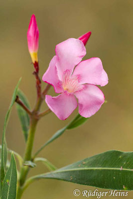 Nerium oleander (Oleander), 24.10.2015