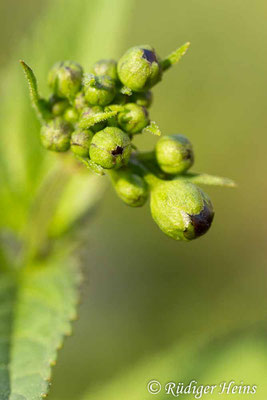 Scrophularia nodosa (Knotige Braunwurz), 14.6.2019