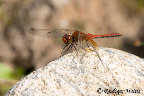 Sympetrum flaveolum (Gefleckte Heidelibelle) Männchen, 29.8.2018