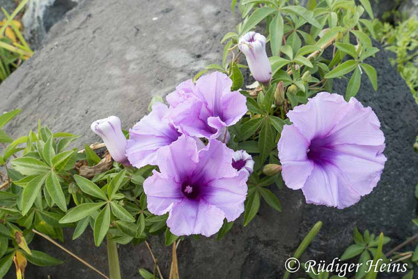 Ipomoea cairica (Trichterwinde), 16.5.2023