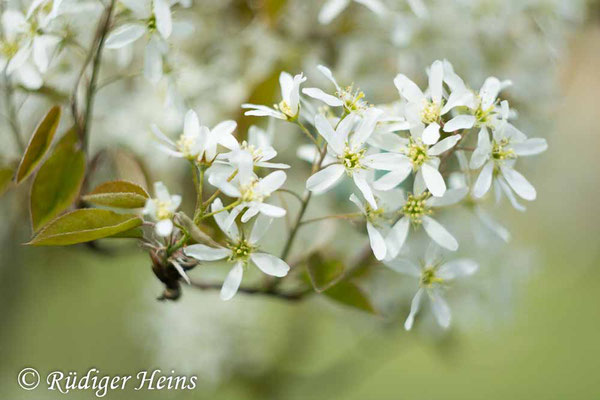Amelanchier ovalis (Gewöhnliche Felsenbirne), 16.4.2025
