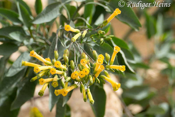 Nicotiana glauca (Blaugrüner Tabak), 26.3.2024