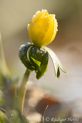 Eranthis hyemalis (Winterling), 19.2.2025