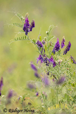 Vicia cracca (Vogel-Wicke)