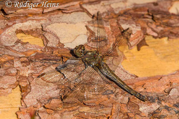 Sympetrum striolatum (Große Heidelibelle) Weibchen, 20.10.2022