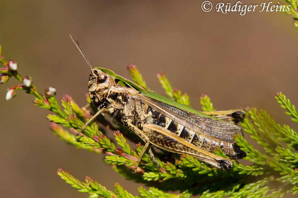 Omocestus viridulus (Bunter Grashüpfer) Weibchen, 2.7.2018