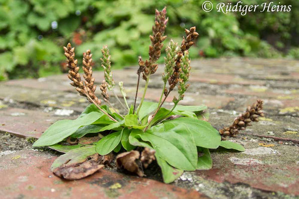 Plantago major (Breitwegerich)