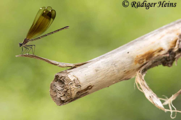 Calopteryx haemorrhoidalis) Weibchen