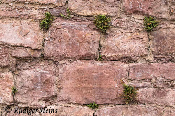 Asplenium ruta-muraria (Mauerraute), 1.5.2022