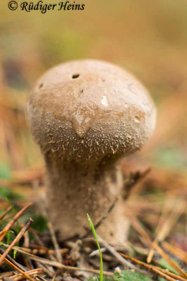 Lycoperdon excipuliforme (Beutel-Stäubling), 11.10.2017