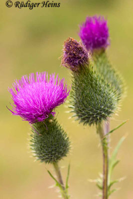 Cirsium vulgare (Gewöhnliche Kratzdistel), 7.7.2019