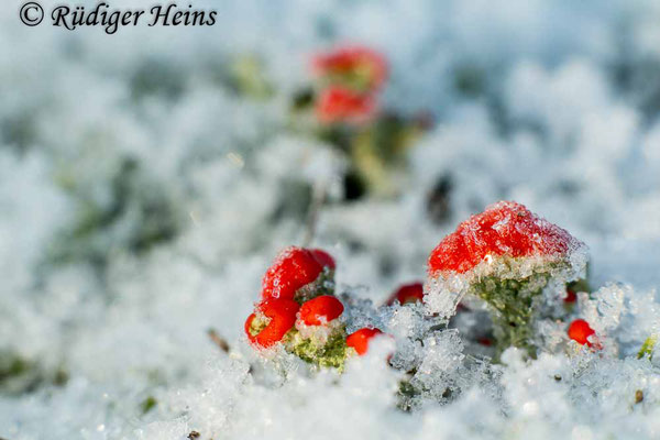 Cladonia sp., 6.2.2018