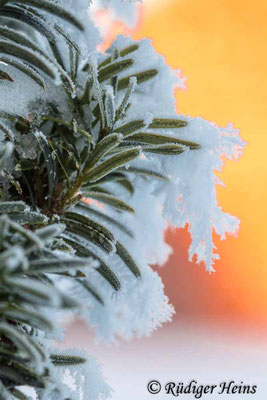 Europäische Eibe (Taxus baccata) mit Schnee, 31.1.2021 - Makroobjektiv 100mm f/2,8 