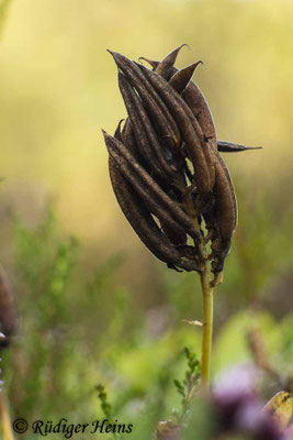 Astragalus glycyphyllos (Bärenschote)