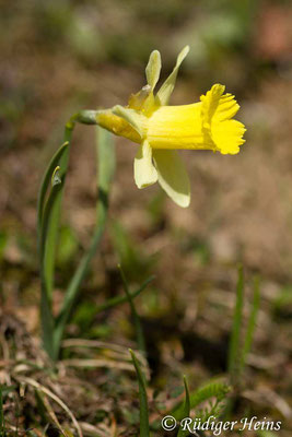 Narcissus pseudonarcissus (Gelbe Narzisse), 7.5.2016