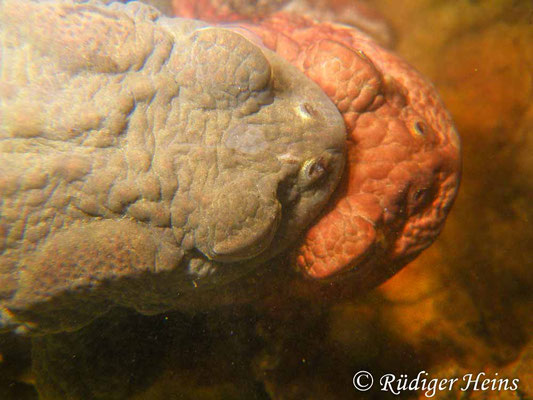 Bufo bufo (Erdkröte) Paarung, 2.4.2010