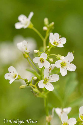 Cardamine amara (Bitteres Schaumkraut), 1.5.2011