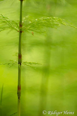 Equisetum sylvaticum (Wald-Schachtelhalm), 25.5.2017