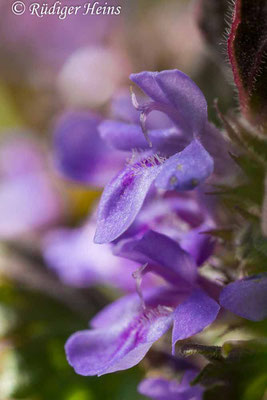 Glechoma hederacea (Gundermann), 20.4.2019