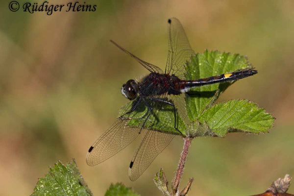 Leucorrhinia pectoralis (Große Moosjungfer), Männchen 21.5.2018