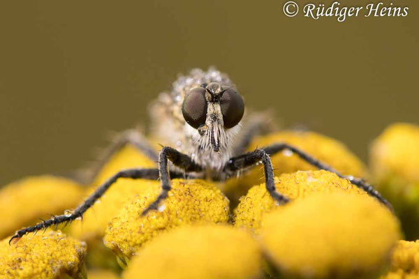 Philonicus albiceps (Sand-Raubfliege) Weibchen