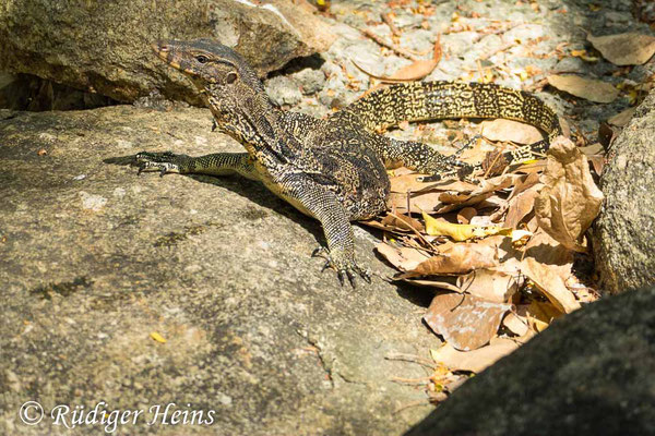 Bindenwaran (Varanus salvator), 25.01.2023 - Panasonic DMC-FZ 1000