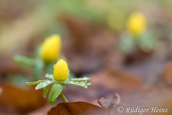 Eranthis hyemalis (Winterling)
