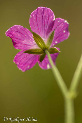 Geranium palustre (Sumpf-Storchschnabel), 24.6.2021