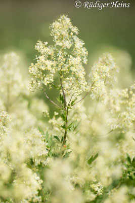 Thalictrum flavum (Gelbe Wiesenraute)