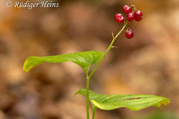 Maianthemum bifolium (Zweiblättrige Schattenblume), 6.10.2013