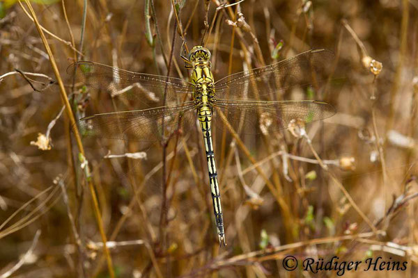 Orthetrum trinacria (Langer Blaupfeil) Weibchen, 22.6.2018