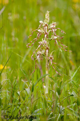 Himantoglossum hircinum (Bocks-Riemenzunge), 18.5.2012